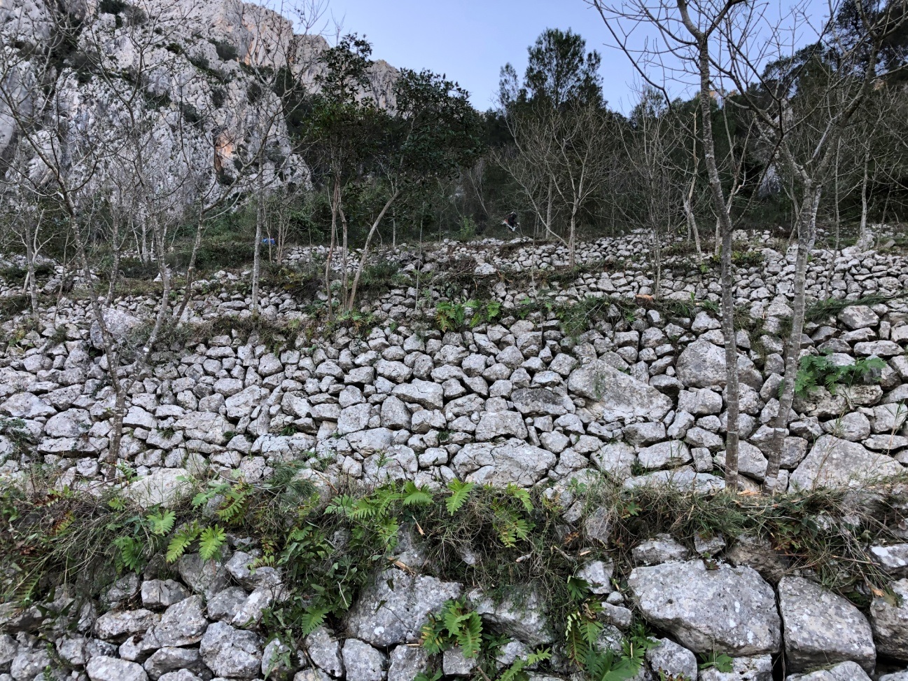 Arranca el projecte per a millorar la biodiversitat vegetal de l’Ombria de Benirrama