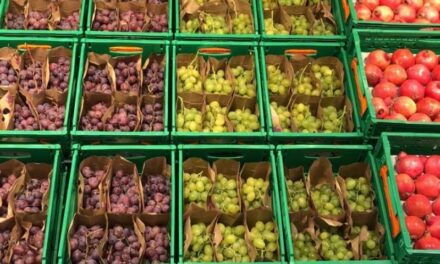 Mercadona preveu comprar més de 7.000 tones de raïm de la comarca del Vinalopó enguany