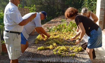 Ròtova ha tornat a escaldar raïm per segon any