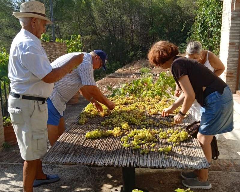 Ròtova ha tornat a escaldar raïm per segon any