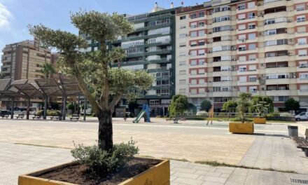 La plaça de la Generalitat d’Alzira compta amb noves oliveres ornamentals