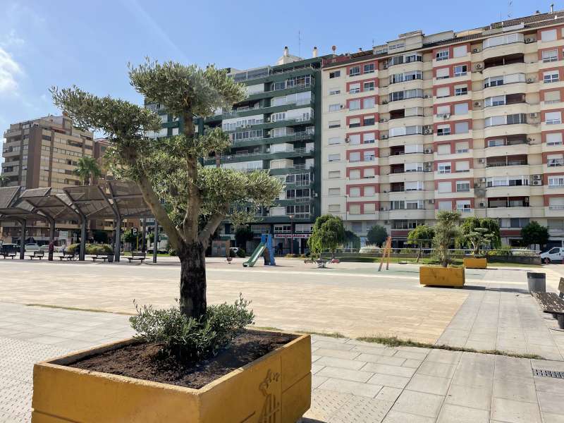 La plaça de la Generalitat d’Alzira compta amb noves oliveres ornamentals