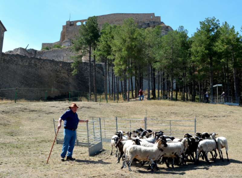 El concurs de gossos de rabera torna al prat de l’Albereda a la 764a Fira de Morella