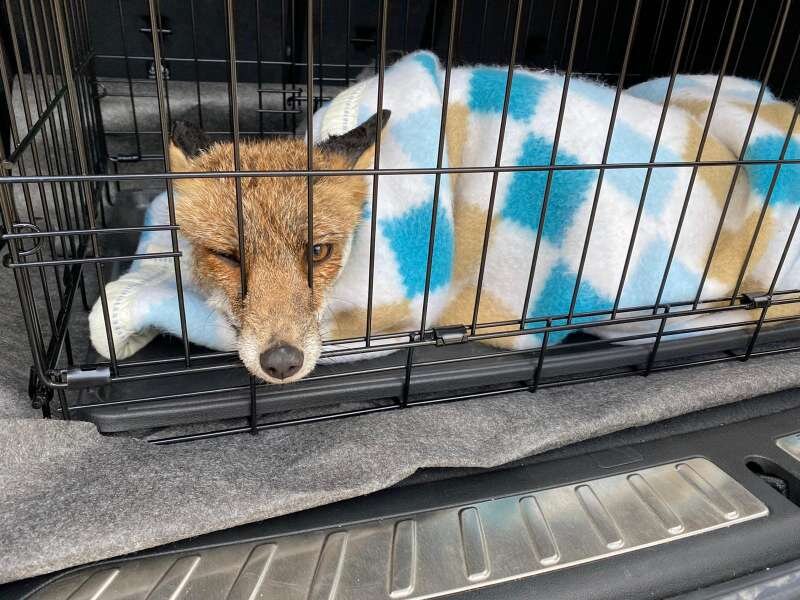 La Guàrdia Civil i la Policia Local de Tavernes rescaten una rabosa del canal de defensa