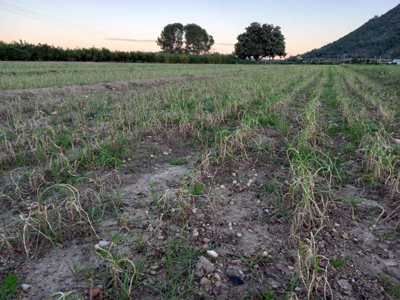 LA UNIÓ assenyala que més del 80% de la primera collita d’all tendre de Xàtiva s’ha fet malbé per les adversitats climàtiques i els fongs