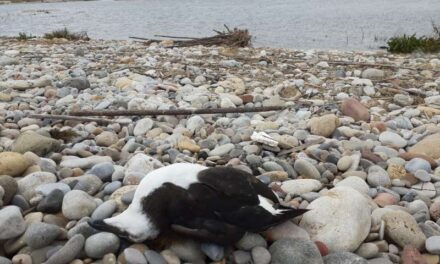 Apareixen cinc cauets morts a la platja de les Goles del Paisatge Protegit de la Desembocadura del riu Millars