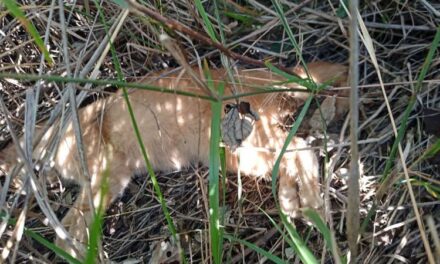 Borriana denuncia el “brutal” enverinament massiu de gats en una zona del municipi