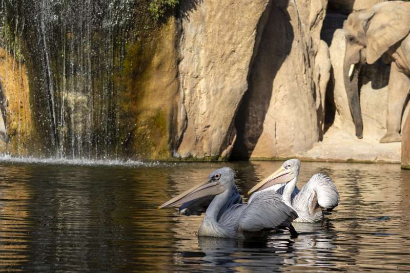 BIOPARC València celebra el Dia Mundial dels Aiguamolls amb activitats aquest cap de setmana