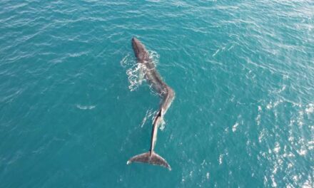Localitzen una balena de 40 tones i 17 metres desorientada a Cullera