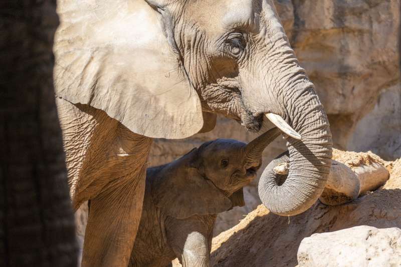 Els BIOPARC destaquen el paper de les “lideresas” del món animal