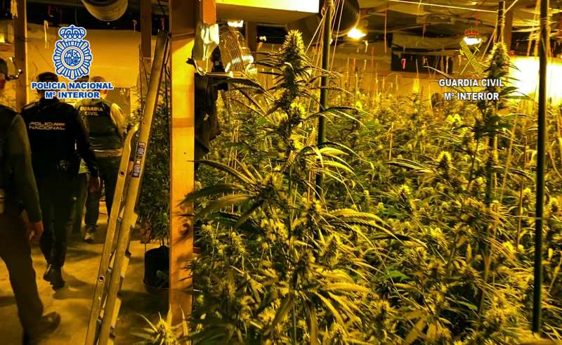 La Policia Nacional deté a huit joves per cultivar droga a Alacant i enviar-la per Europa