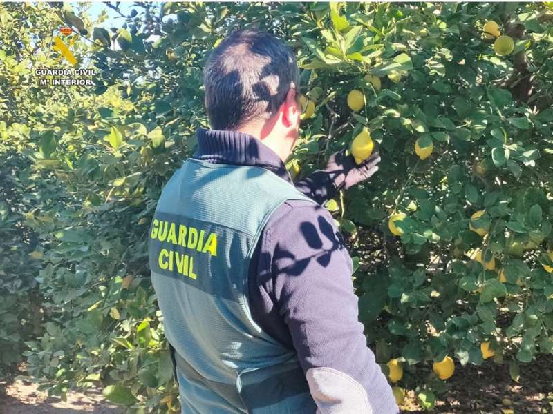 Dos detinguts per estafar 60.000 quilos de llimes a agricultors alacantins