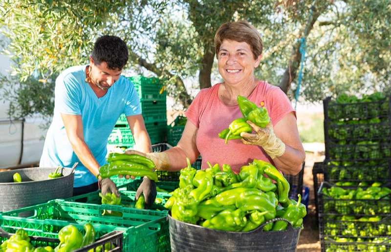 La campanya primavera-estiu suposarà un 40% de la producció anual d’hortalisses de Benihort
