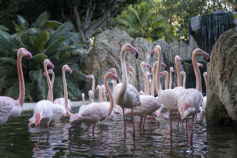 La Fundació BIOPARC i Marine Stewardship Council (MSC) s’uneixen per la conservació dels oceans