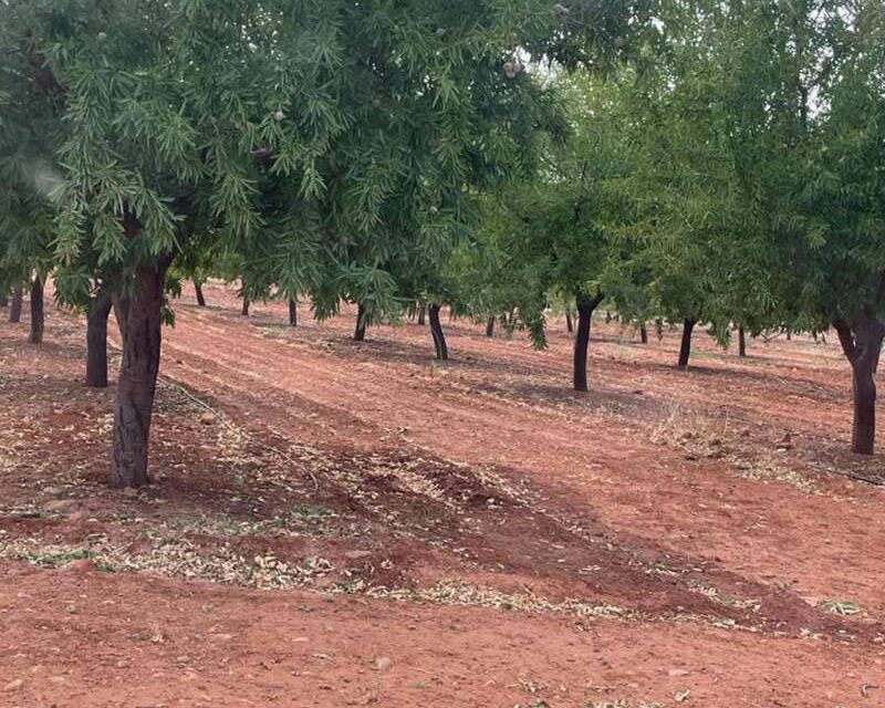 Les últimes tempestes estalvien un reg en cultius del sud de la Comunitat Valenciana