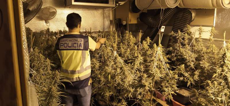 La Policia Nacional desmantella una plantació de marihuana a Gandia i deté a dues persones