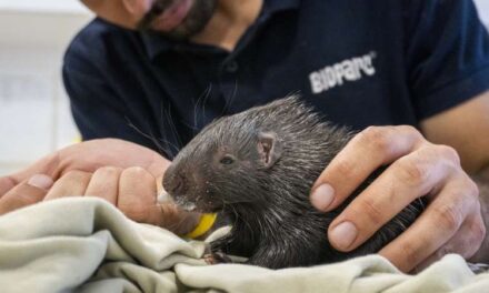 Naix en BIOPARC València una cria del puercoespín més gran del planeta