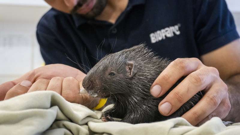 Naix en BIOPARC València una cria del puercoespín més gran del planeta