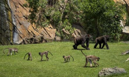 Els BIOPARC clamen per la conservació dels boscos tropicals en la celebració del seu Dia Mundial