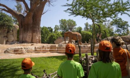 BIOPARC València inicia l’escola de vacances “Expedició Àfrica”