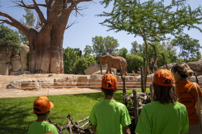 BIOPARC València inicia l’escola de vacances “Expedició Àfrica”