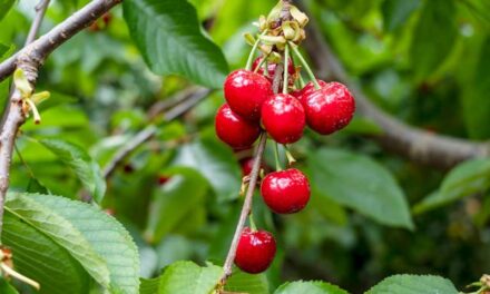 Cireres de La Muntanya d’Alacant: un plaer mil·lenari