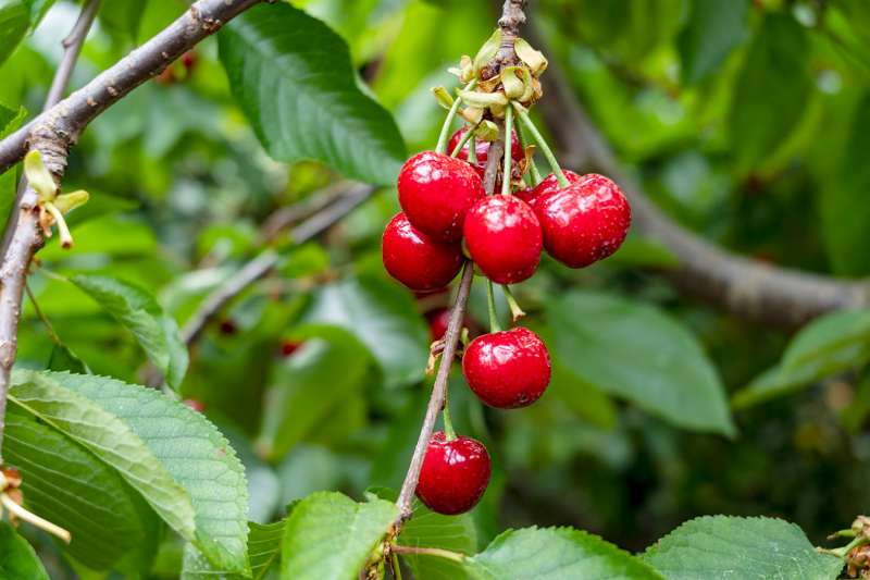 Cireres de La Muntanya d’Alacant: un plaer mil·lenari