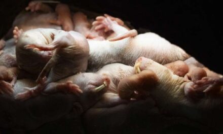 Naix una ventrada de rates tope en Bioparc València