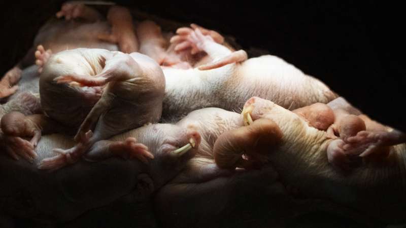 Naix una ventrada de rates tope en Bioparc València