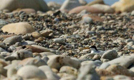 Les mongetes tornen a criar per segon any consecutiu al Paisatge Protegit de la Desembocadura del riu Millars