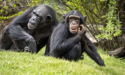 Els BIOPARC reivindiquen la protecció de dues de les espècies més amenaçades per l’acció humana en el Dia Mundial del ximpanzé i Dia Internacional de Conscienciació pel tauró