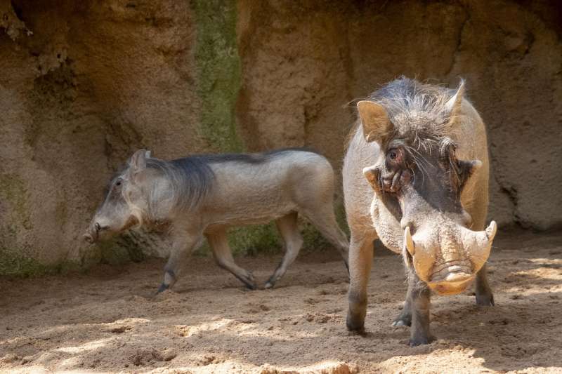 Bioparc València incorpora una nova parella de facóquero, el conegut “Pumba”