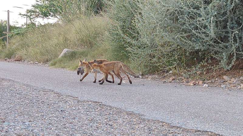 El Consorci gestor del Paisatge Protegit de la Desembocadura del riu Millars recorda la problemàtica d’alimentar a la fauna salvatge