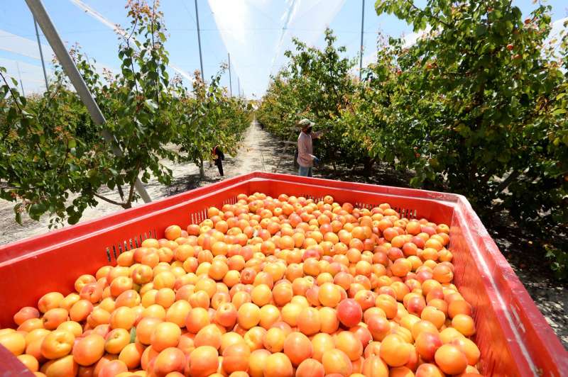 Dos detinguts a Rafal per estafar 2,5 tones d’albercocs en una localitat de Múrcia