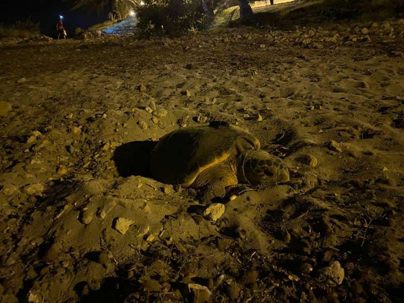 Una tortuga fresa 100 ous a Santa Pola, en el seté niu de l’any en la Comunitat Valenciana