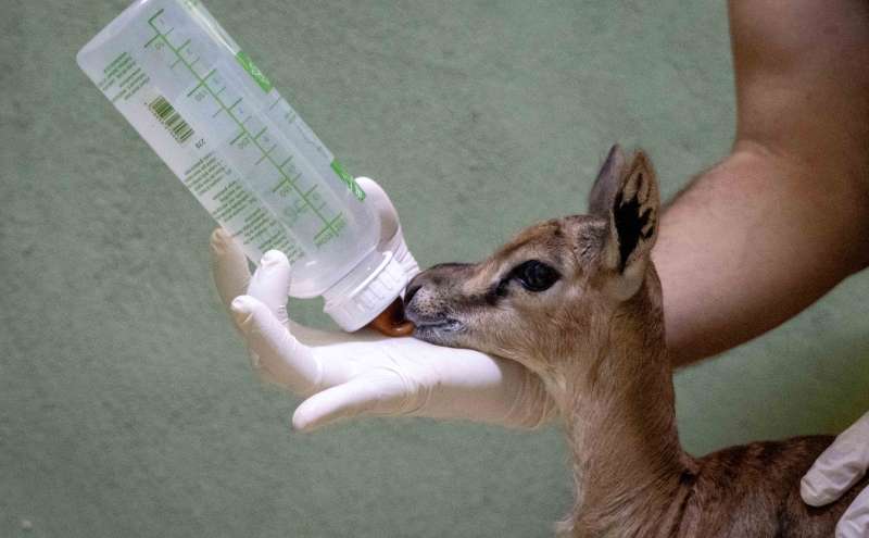 BIOPARC València salva ràpidament una cria de gasela en perill d’extinció