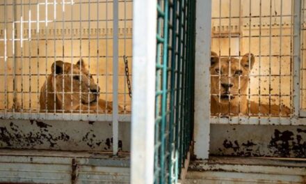 Arriben al santuari de Villena dos lleons germans rescatats d’un circ de França