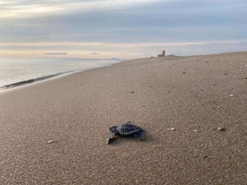 Cent voluntaris custodien un niu de 78 ous de tortuga babaua en una platja d’Elx