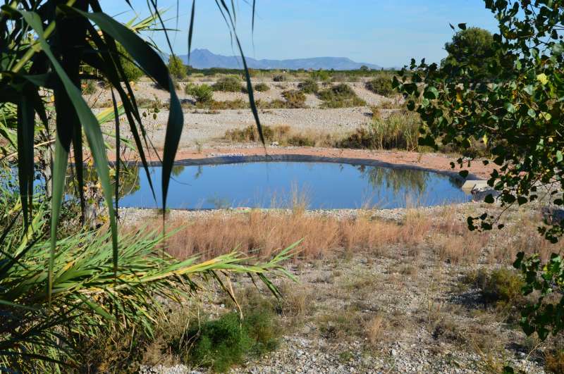 La quarta llacuna del Paisatge Protegit de la Desembocadura del riu Millars continua amb el seu procés de naturalització￼