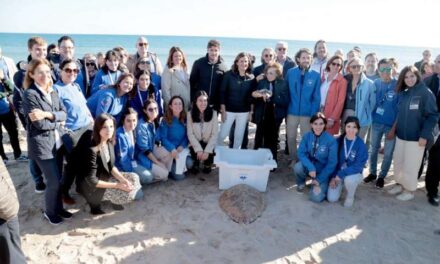 La platja del Saler acull la solta d’un exemplar de tortuga marina, que tindrà seguiment satel·litari per conéixer els seus moviments￼