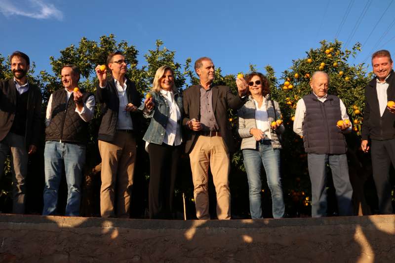 El primer tall de la Nuleta dona inici a una campanya decisiva per a la citricultura de La Plana￼