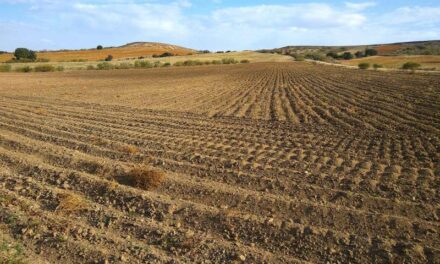 Rècord de terres abandonades en la Comunitat Valenciana, més de 170.000 hectàrees￼