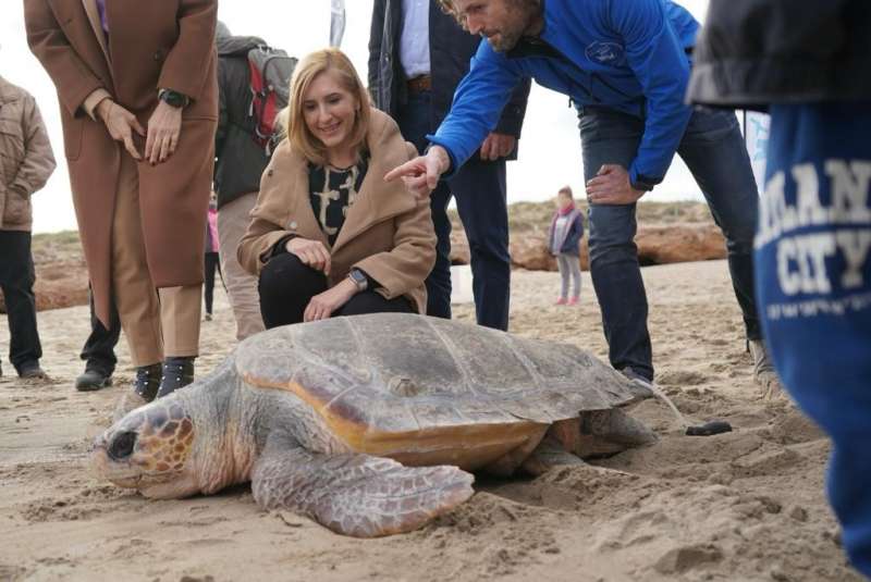 Pradas allibera a les platges de la serra d’Irta la 777a tortuga recuperada a l’Oceanogràfic des de 2007￼