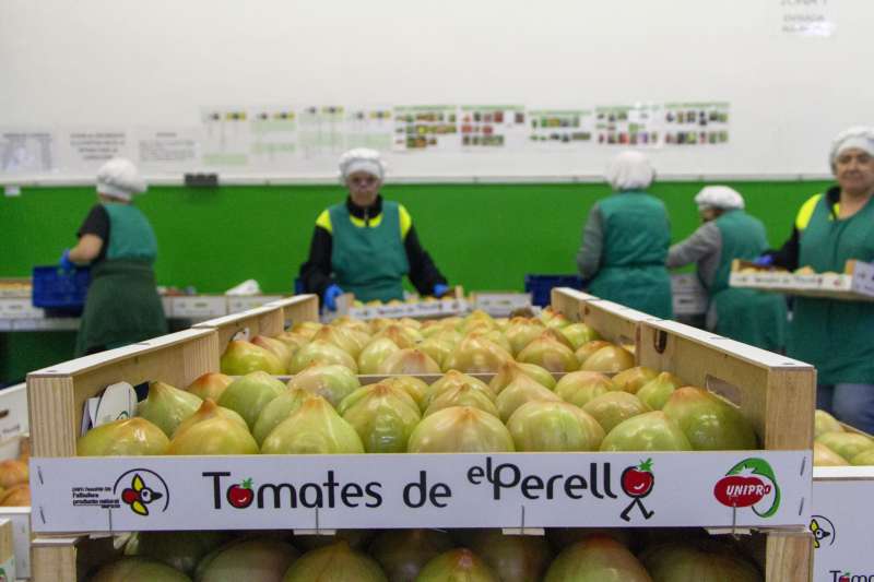 El Perelló es reivindica davant la crisi de la tomata￼