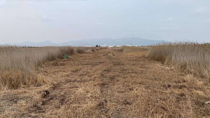 Nules realitza actuacions de prevenció de mosquits en la zona de la finca de ‘El Pou’￼