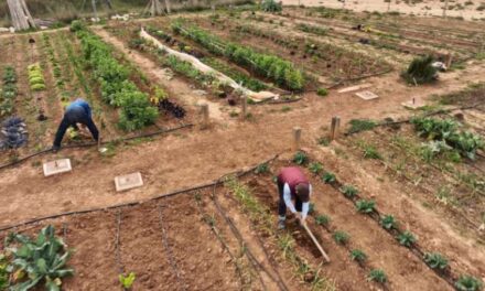 Nova convocatòria per a sol·licitar l’ús de huit parcel·les en els horts socials Mandor Canonge de l’Eliana