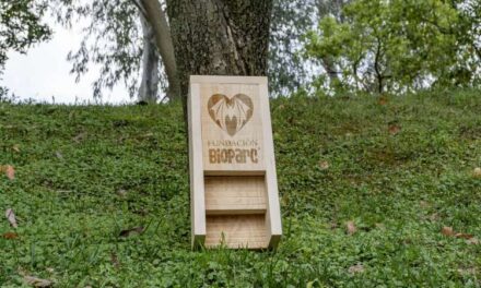 Èxit de les activitats organitzades per la Fundació BIOPARC i Caixa Popular per a descobrir els “superpoderes” dels ratpenats