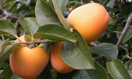 Agricultura aconseguix l’autorització excepcional del Ministeri per a l’ús d’una substància eficaç contra la mosca blanca del caqui