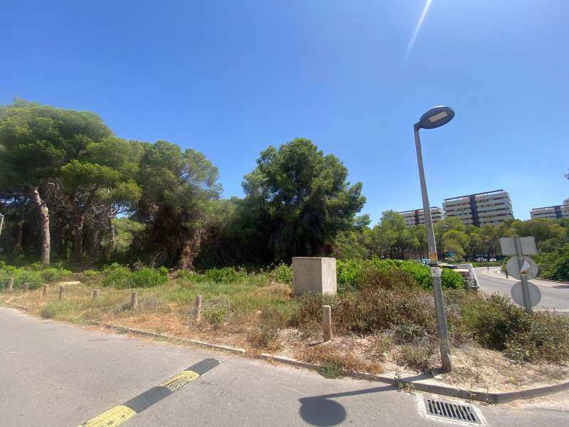 A l’Ajuntament de València se li va la mà amb la ‘poda’ al Parc Natural de l’Albufera