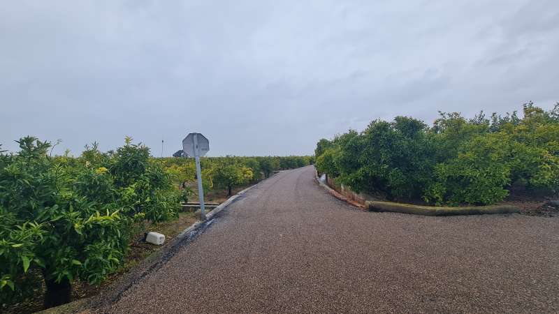 Nules dona suport als llauradors davant la plaga de Scirtothrips